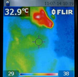 dog temperature