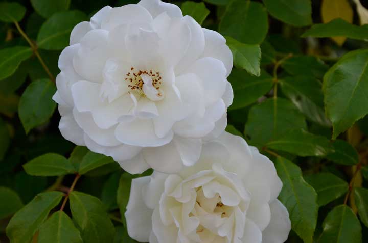 つるアイスバーグ