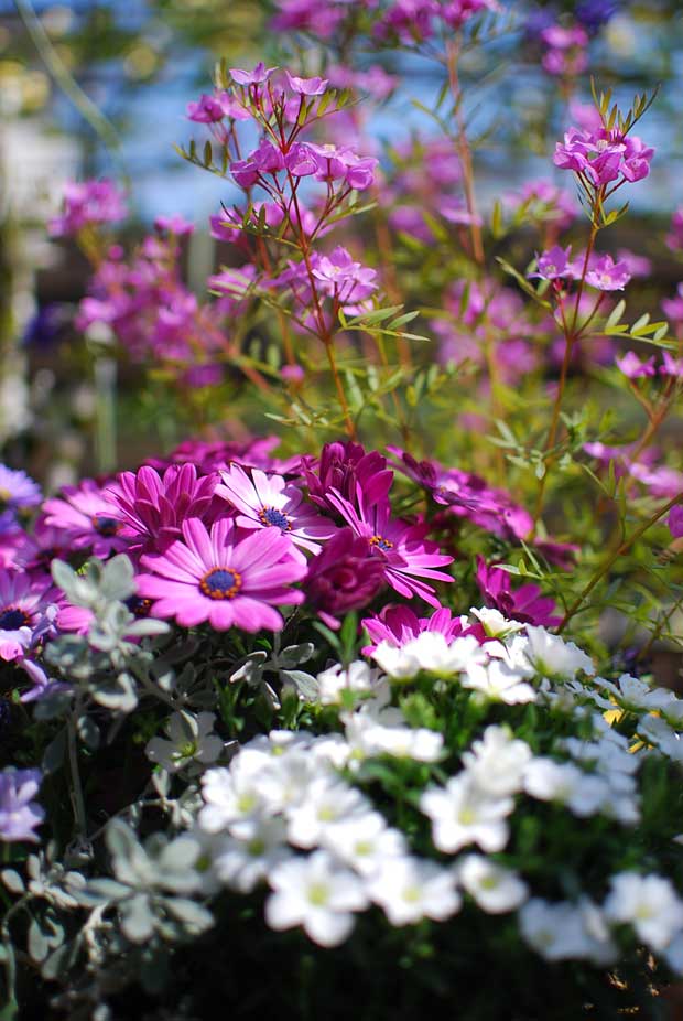 寄せ植え 2014春